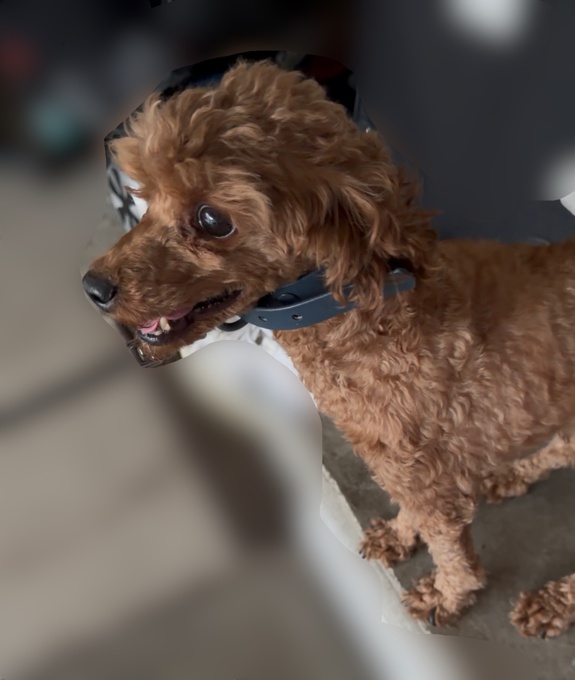 Toy Poodle