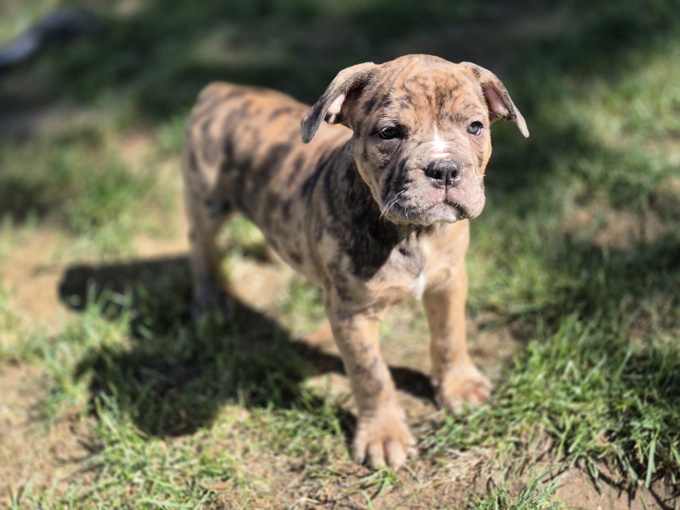 Bulldog