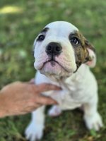 Bulldog