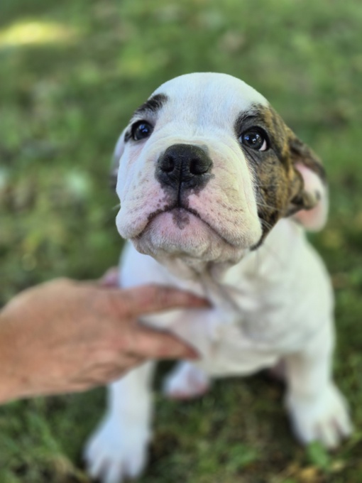 Bulldog