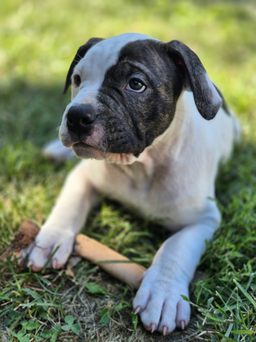 Bulldog