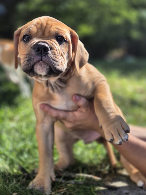 Bulldog