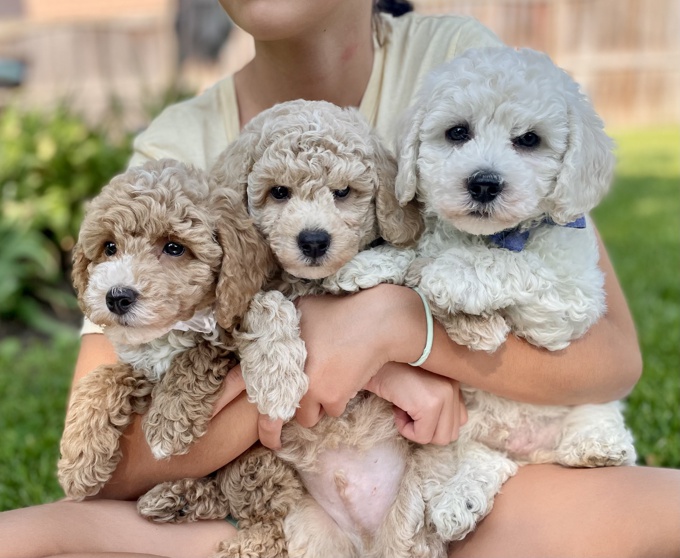 BichonPoo