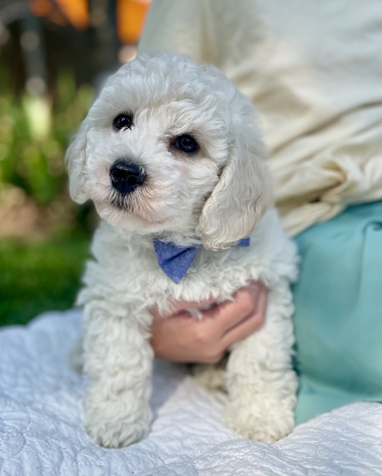 BichonPoo