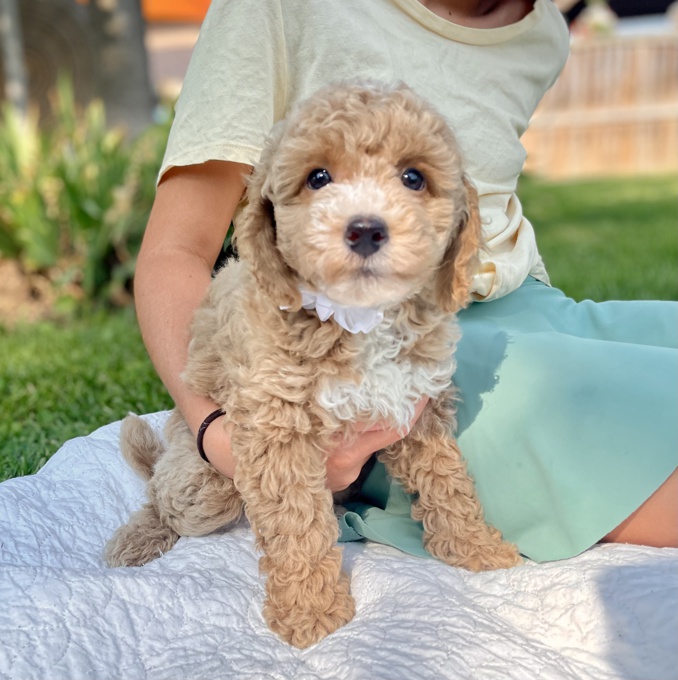 BichonPoo