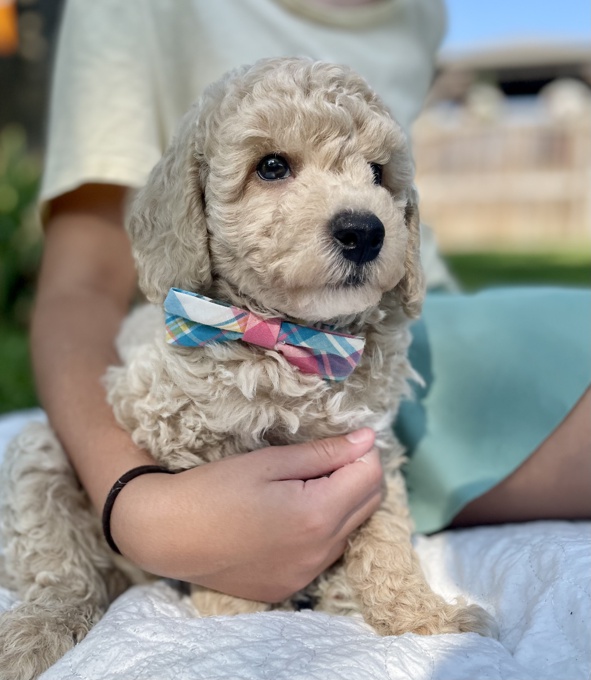 BichonPoo