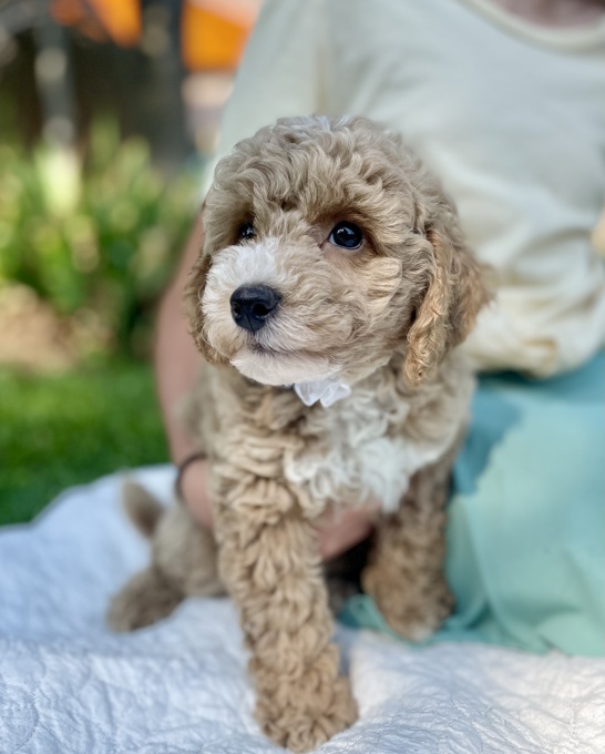 BichonPoo