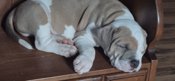 American Bully Hybrid