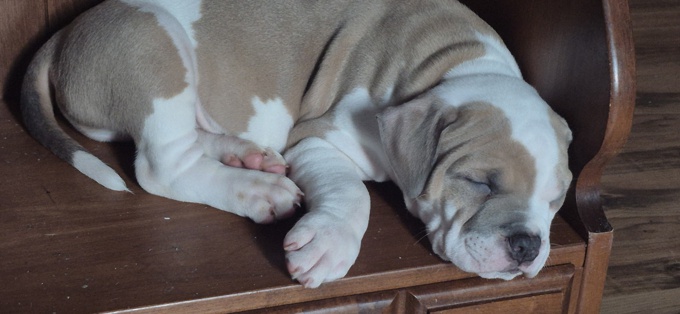 American Bully Hybrid