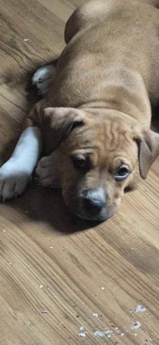 American Bully Hybrid