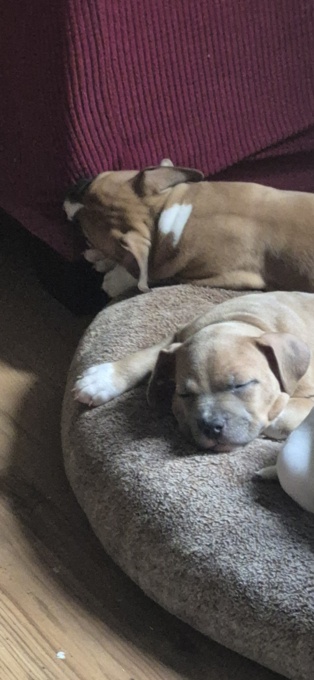 American Bully Hybrid