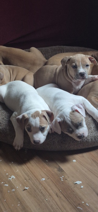 American Bully Hybrid