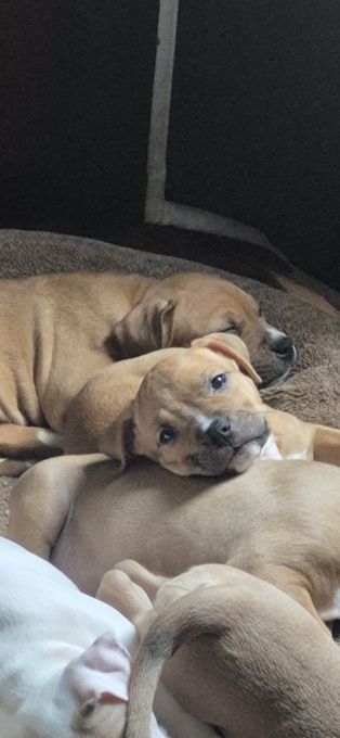 American Bully Hybrid