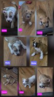American Bully Hybrid