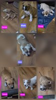 American Bully Hybrid