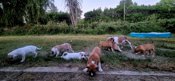 American Bully Hybrid