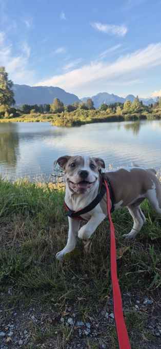 American Bully Hybrid