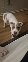 American Bully Hybrid