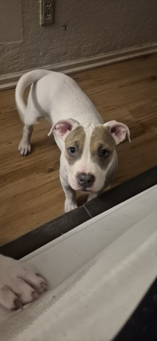 American Bully Hybrid