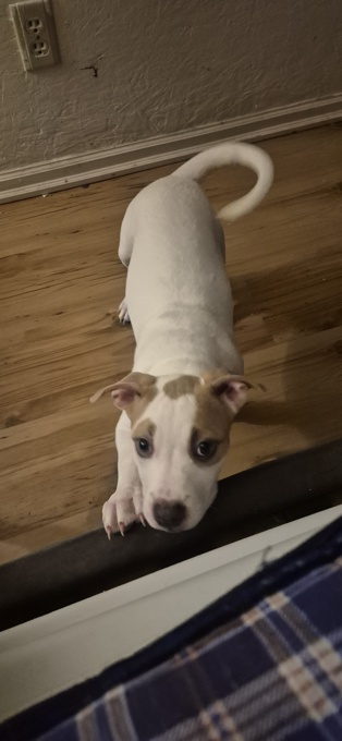 American Bully Hybrid