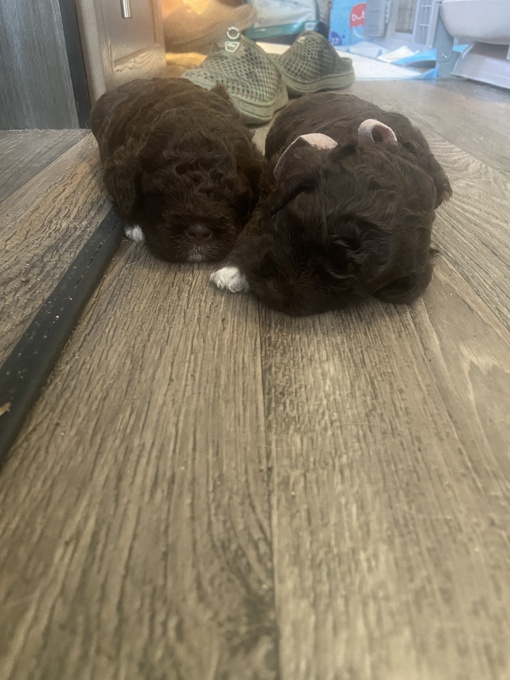 Lagotto Romagnolo