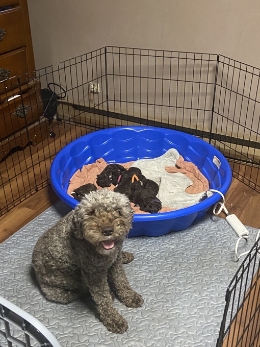 Lagotto Romagnolo