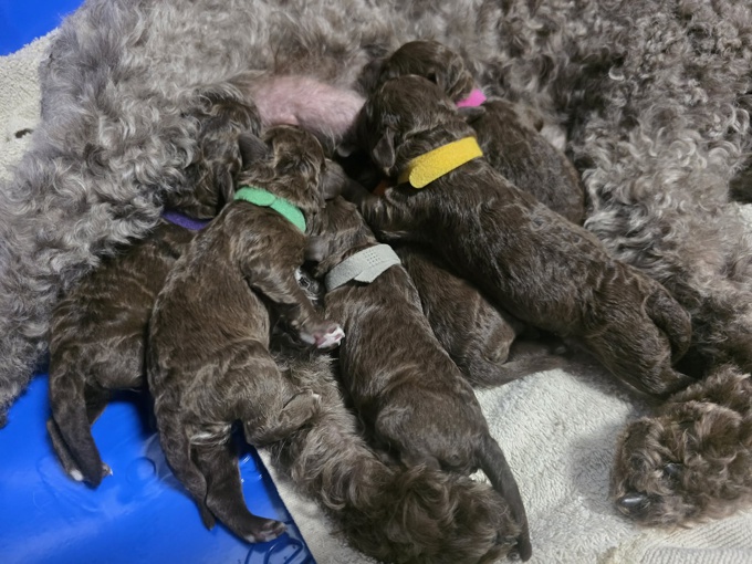 Lagotto Romagnolo