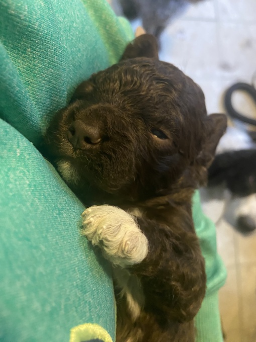 Lagotto Romagnolo