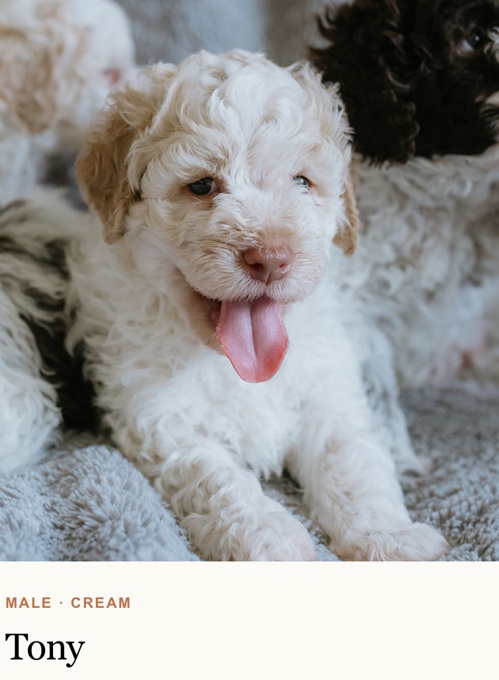 Lagotto Romagnolo