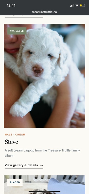 Lagotto Romagnolo