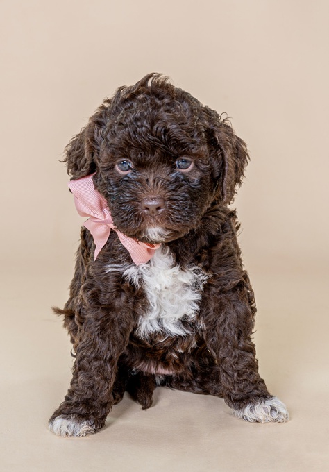 Lagotto Romagnolo