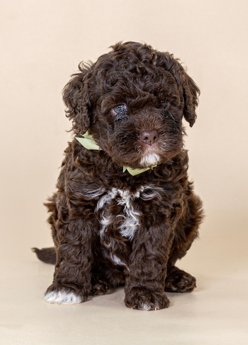 Lagotto Romagnolo