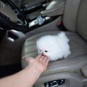 Pomeranian