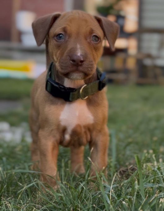 American Pitbull Terrier