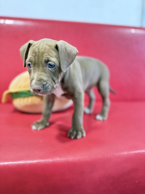 American Pitbull Terrier