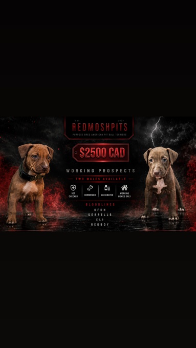 American Pitbull Terrier