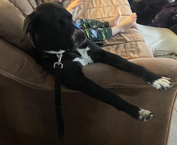 Border Collie/golden retriever