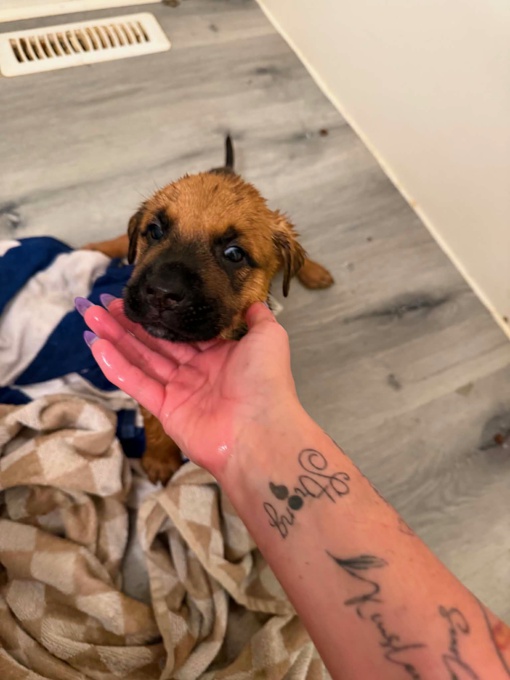 Cane corso x king shephard (high brid)