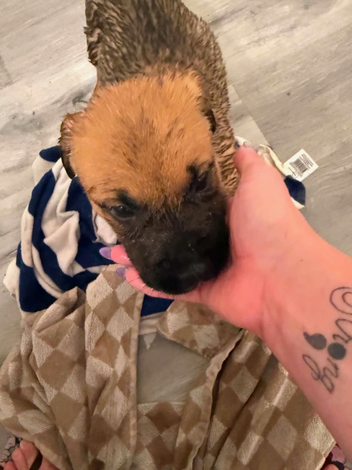 Cane corso x king shephard (high brid)