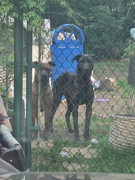 Cane corso x king shephard (high brid)
