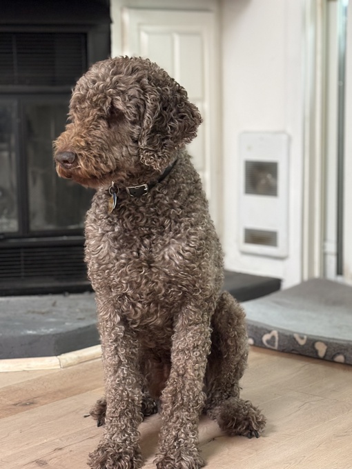 Caniche Royal