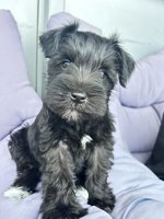 Miniature Schnauzer