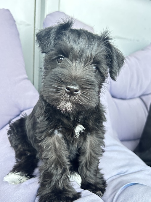 Miniature Schnauzer