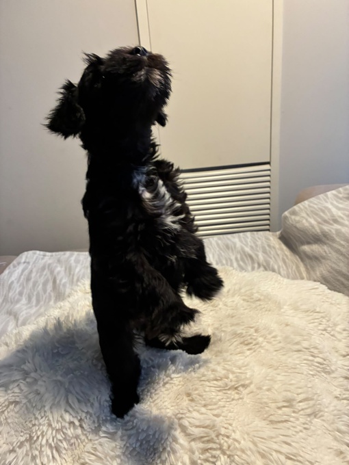Miniature Schnauzer