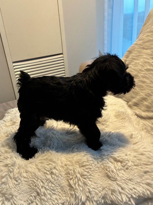Miniature Schnauzer