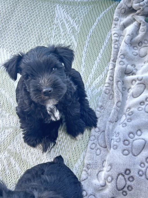 Miniature Schnauzer