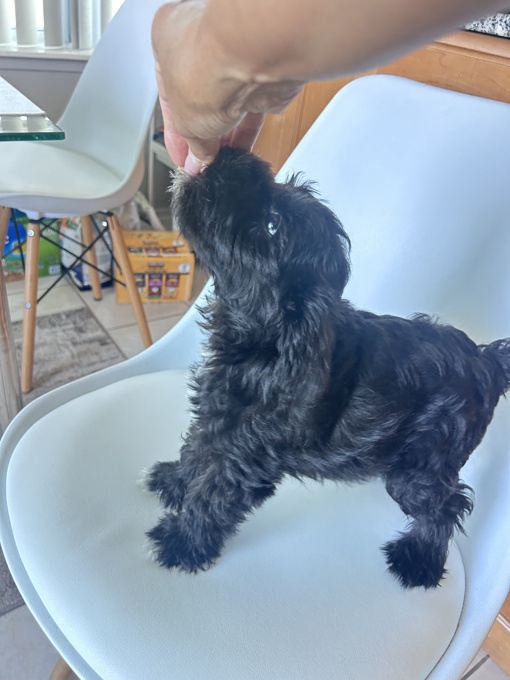 Miniature Schnauzer