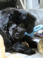 Poodle