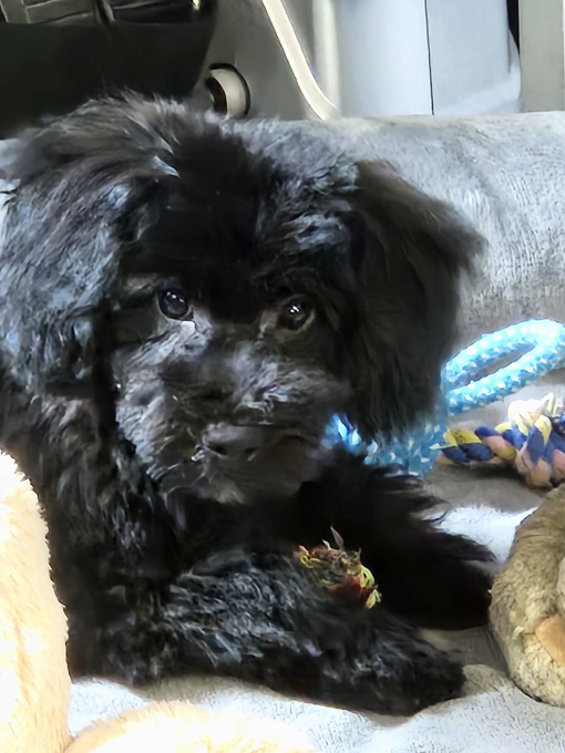 Poodle