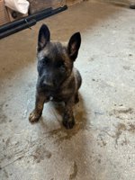 Dutch Shepherd